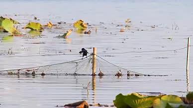 喜鹊鸟类飞鸟大自然水上视频的预览图